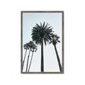 Picture of Palm Trees  _GroupedProduct_Rectangle_Portrait_Photography _GroupedProduct_Rectangle_Portrait_Framed_Matted_