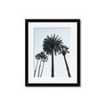 Picture of Palm Trees  _GroupedProduct_Rectangle_Portrait_Photography _GroupedProduct_Rectangle_Portrait_Framed_Matted_