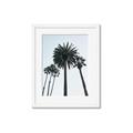 Picture of Palm Trees  _GroupedProduct_Rectangle_Portrait_Photography _GroupedProduct_Rectangle_Portrait_Framed_Matted_