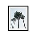 Picture of Palm Trees  _GroupedProduct_Rectangle_Portrait_Photography _GroupedProduct_Rectangle_Portrait_Framed_Matted_
