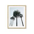 Picture of Palm Trees  _GroupedProduct_Rectangle_Portrait_Photography _GroupedProduct_Rectangle_Portrait_Framed_Matted_