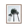 Picture of Palm Trees  _GroupedProduct_Rectangle_Portrait_Photography _GroupedProduct_Rectangle_Portrait_Framed_Matted_
