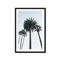 Picture of Palm Trees  _GroupedProduct_Rectangle_Portrait_Photography _GroupedProduct_Rectangle_Portrait_Framed_Matted_
