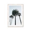 Picture of Palm Trees  _GroupedProduct_Rectangle_Portrait_Photography _GroupedProduct_Rectangle_Portrait_Framed_Matted_