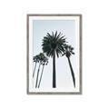 Picture of Palm Trees  _GroupedProduct_Rectangle_Portrait_Photography _GroupedProduct_Rectangle_Portrait_Framed_Matted_