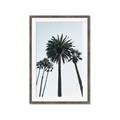 Picture of Palm Trees  _GroupedProduct_Rectangle_Portrait_Photography _GroupedProduct_Rectangle_Portrait_Framed_Matted_