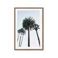 Picture of Palm Trees  _GroupedProduct_Rectangle_Portrait_Photography _GroupedProduct_Rectangle_Portrait_Framed_Matted_