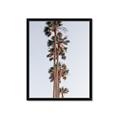 Picture of Palm Trees IV _GroupedProduct_Rectangle_Portrait_Photography _GroupedProduct_Rectangle_Portrait_Framed_Matted_
