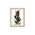 Picture of Plant Life _GroupedProduct_Rectangle_Portrait_Photography _GroupedProduct_Rectangle_Portrait_Framed_Matted_