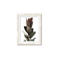 Picture of Plant Life _GroupedProduct_Rectangle_Portrait_Photography _GroupedProduct_Rectangle_Portrait_Framed_Matted_