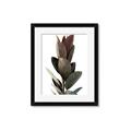 Picture of Plant Life _GroupedProduct_Rectangle_Portrait_Photography _GroupedProduct_Rectangle_Portrait_Framed_Matted_