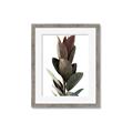Picture of Plant Life _GroupedProduct_Rectangle_Portrait_Photography _GroupedProduct_Rectangle_Portrait_Framed_Matted_