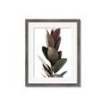 Picture of Plant Life _GroupedProduct_Rectangle_Portrait_Photography _GroupedProduct_Rectangle_Portrait_Framed_Matted_