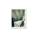 Picture of Sage Leaves  _GroupedProduct_Rectangle_Portrait_Photography _GroupedProduct_Rectangle_Portrait_Framed_Matted_