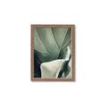Picture of Sage Leaves  _GroupedProduct_Rectangle_Portrait_Photography _GroupedProduct_Rectangle_Portrait_Framed_Matted_