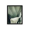 Picture of Sage Leaves  _GroupedProduct_Rectangle_Portrait_Photography _GroupedProduct_Rectangle_Portrait_Framed_Matted_