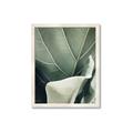 Picture of Sage Leaves  _GroupedProduct_Rectangle_Portrait_Photography _GroupedProduct_Rectangle_Portrait_Framed_Matted_