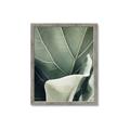 Picture of Sage Leaves  _GroupedProduct_Rectangle_Portrait_Photography _GroupedProduct_Rectangle_Portrait_Framed_Matted_