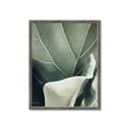 Picture of Sage Leaves  _GroupedProduct_Rectangle_Portrait_Photography _GroupedProduct_Rectangle_Portrait_Framed_Matted_