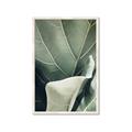 Picture of Sage Leaves  _GroupedProduct_Rectangle_Portrait_Photography _GroupedProduct_Rectangle_Portrait_Framed_Matted_