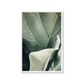 Picture of Sage Leaves  _GroupedProduct_Rectangle_Portrait_Photography _GroupedProduct_Rectangle_Portrait_Framed_Matted_