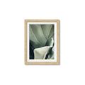Picture of Sage Leaves  _GroupedProduct_Rectangle_Portrait_Photography _GroupedProduct_Rectangle_Portrait_Framed_Matted_