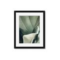 Picture of Sage Leaves  _GroupedProduct_Rectangle_Portrait_Photography _GroupedProduct_Rectangle_Portrait_Framed_Matted_