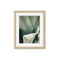 Picture of Sage Leaves  _GroupedProduct_Rectangle_Portrait_Photography _GroupedProduct_Rectangle_Portrait_Framed_Matted_