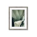 Picture of Sage Leaves  _GroupedProduct_Rectangle_Portrait_Photography _GroupedProduct_Rectangle_Portrait_Framed_Matted_