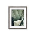 Picture of Sage Leaves  _GroupedProduct_Rectangle_Portrait_Photography _GroupedProduct_Rectangle_Portrait_Framed_Matted_