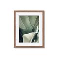 Picture of Sage Leaves  _GroupedProduct_Rectangle_Portrait_Photography _GroupedProduct_Rectangle_Portrait_Framed_Matted_