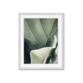 Picture of Sage Leaves  _GroupedProduct_Rectangle_Portrait_Photography _GroupedProduct_Rectangle_Portrait_Framed_Matted_