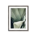Picture of Sage Leaves  _GroupedProduct_Rectangle_Portrait_Photography _GroupedProduct_Rectangle_Portrait_Framed_Matted_