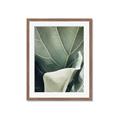 Picture of Sage Leaves  _GroupedProduct_Rectangle_Portrait_Photography _GroupedProduct_Rectangle_Portrait_Framed_Matted_