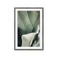 Picture of Sage Leaves  _GroupedProduct_Rectangle_Portrait_Photography _GroupedProduct_Rectangle_Portrait_Framed_Matted_