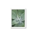 Picture of Up Close & Green _GroupedProduct_Rectangle_Portrait_Photography _GroupedProduct_Rectangle_Portrait_Framed_Matted_