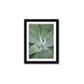 Picture of Up Close & Green _GroupedProduct_Rectangle_Portrait_Photography _GroupedProduct_Rectangle_Portrait_Framed_Matted_