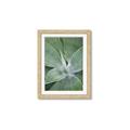 Picture of Up Close & Green _GroupedProduct_Rectangle_Portrait_Photography _GroupedProduct_Rectangle_Portrait_Framed_Matted_