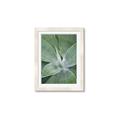 Picture of Up Close & Green _GroupedProduct_Rectangle_Portrait_Photography _GroupedProduct_Rectangle_Portrait_Framed_Matted_