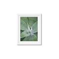 Picture of Up Close & Green _GroupedProduct_Rectangle_Portrait_Photography _GroupedProduct_Rectangle_Portrait_Framed_Matted_