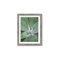 Picture of Up Close & Green _GroupedProduct_Rectangle_Portrait_Photography _GroupedProduct_Rectangle_Portrait_Framed_Matted_