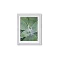 Picture of Up Close & Green _GroupedProduct_Rectangle_Portrait_Photography _GroupedProduct_Rectangle_Portrait_Framed_Matted_