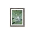 Picture of Up Close & Green _GroupedProduct_Rectangle_Portrait_Photography _GroupedProduct_Rectangle_Portrait_Framed_Matted_