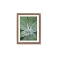 Picture of Up Close & Green _GroupedProduct_Rectangle_Portrait_Photography _GroupedProduct_Rectangle_Portrait_Framed_Matted_