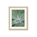 Picture of Up Close & Green _GroupedProduct_Rectangle_Portrait_Photography _GroupedProduct_Rectangle_Portrait_Framed_Matted_
