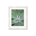 Picture of Up Close & Green _GroupedProduct_Rectangle_Portrait_Photography _GroupedProduct_Rectangle_Portrait_Framed_Matted_