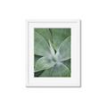 Picture of Up Close & Green _GroupedProduct_Rectangle_Portrait_Photography _GroupedProduct_Rectangle_Portrait_Framed_Matted_