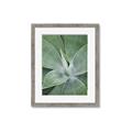 Picture of Up Close & Green _GroupedProduct_Rectangle_Portrait_Photography _GroupedProduct_Rectangle_Portrait_Framed_Matted_