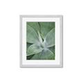 Picture of Up Close & Green _GroupedProduct_Rectangle_Portrait_Photography _GroupedProduct_Rectangle_Portrait_Framed_Matted_