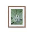 Picture of Up Close & Green _GroupedProduct_Rectangle_Portrait_Photography _GroupedProduct_Rectangle_Portrait_Framed_Matted_